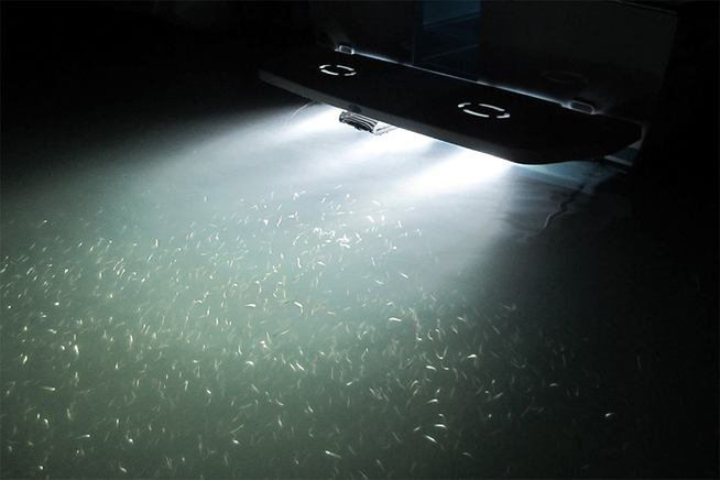 SHADOW CASTER SCM-6 Great White Underwater LED